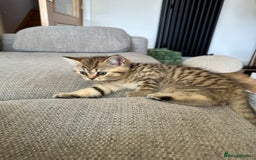 British Shorthair cats for sale: BSH kittens for sale - SOLD - Image 7