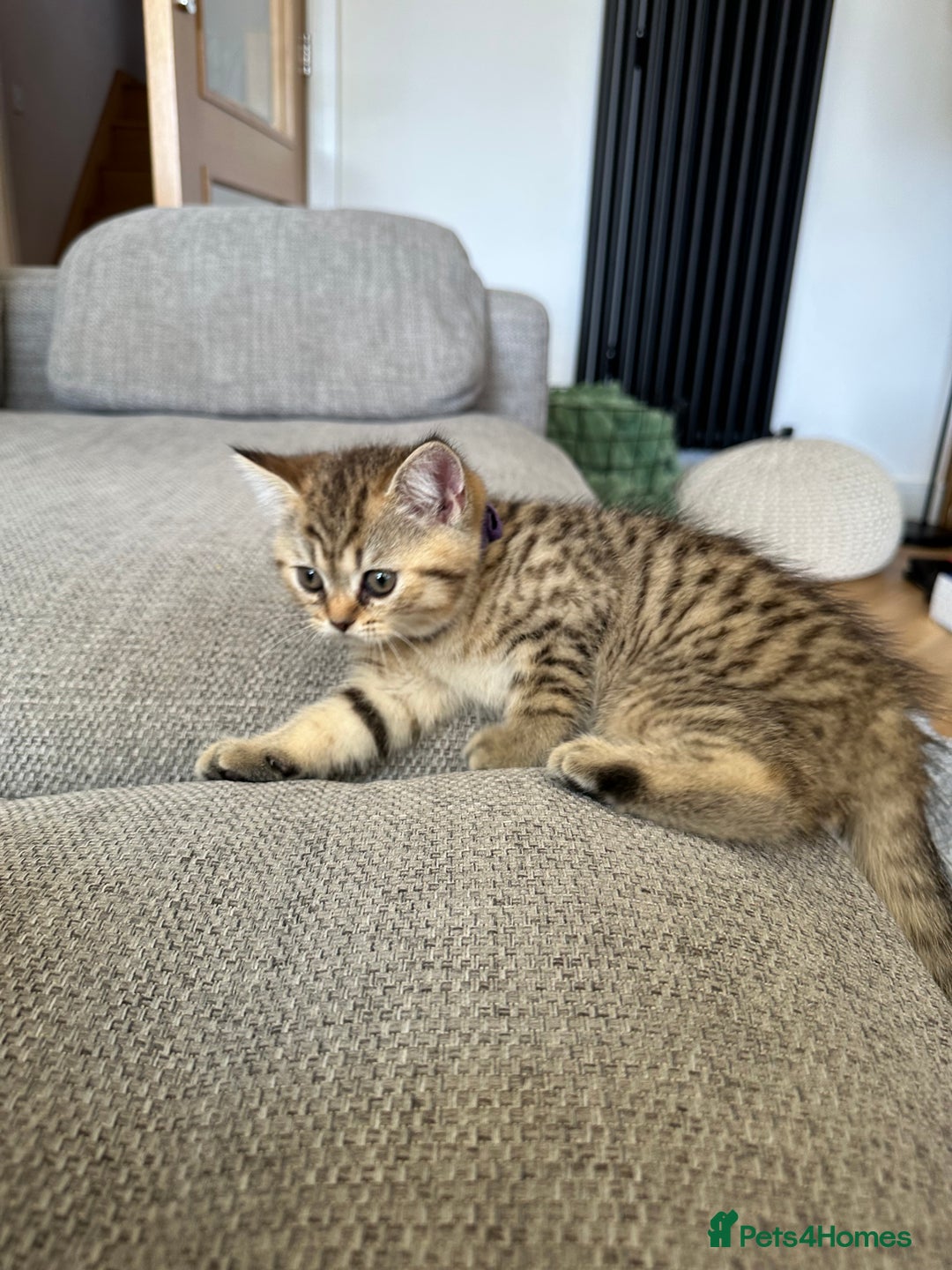 British Shorthair cats for sale: BSH kittens for sale - SOLD - Image 7