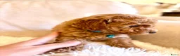 Toy Poodle dogs for sale: 3 lovely Toy Poodles  - Advert 3