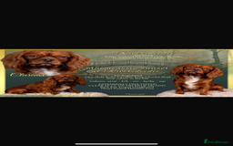 Cavapoo dogs for sale: Beautiful red and white - Advert 4