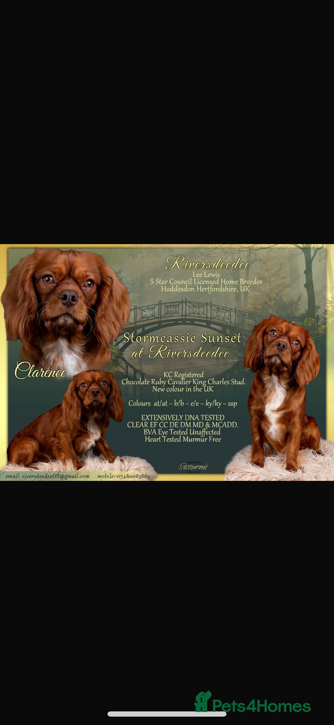 Cavapoo dogs for sale: Beautiful red and white - Advert 4