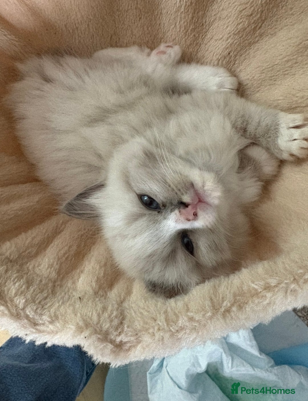 Ragdoll cats for sale: Beautiful purebred Ragdoll kittens - Image 3