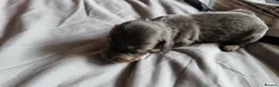 Miniature Dachshund dogs for sale: Long Haired Miniature Dachshund Puppies in Stoke-on-Trent - Advert 9