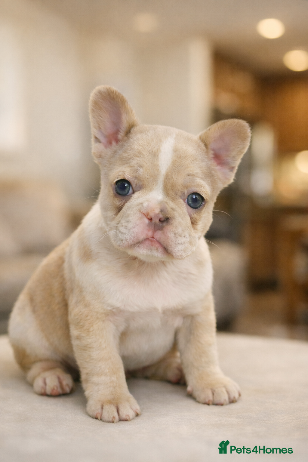 French Bulldog dogs French Bulldog Puppies Available - Advert 5