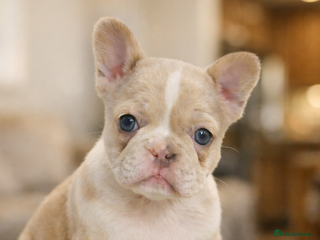 French Bulldog dogs French Bulldog Puppies Available - Advert 5