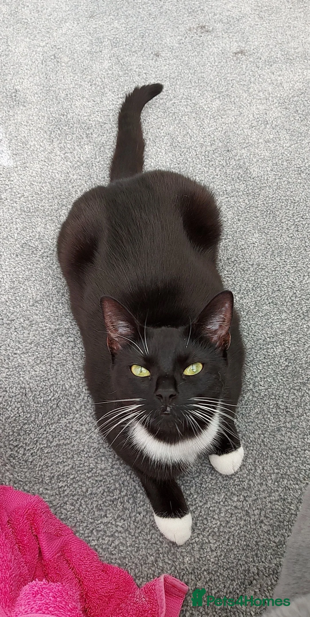 Mixed Breed cats for adoption: Twig  - Advert 2