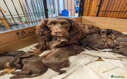 Cocker Spaniel dogs for sale: Last girl looking for forever home. - Image 9