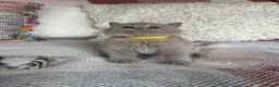 British Shorthair cats for sale: British Shorthair Lilac  - Advert 16