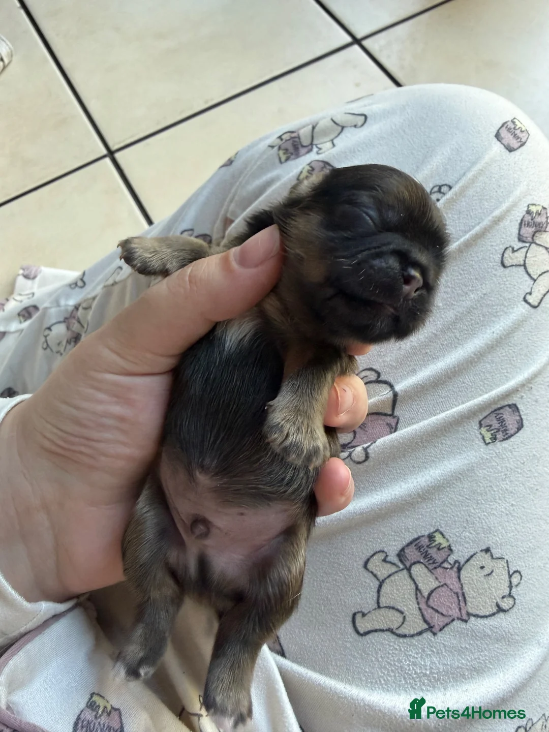 Pekingese dogs for sale: Pure Pekingese Puppies  - Advert 18