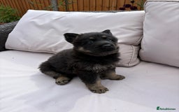 German Shepherd dogs for sale: Stunning German shepherd puppies  - Image 7
