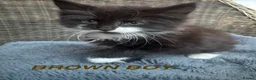 Mixed Breed cats for sale: Mixed long haired fluffballs - Advert 3