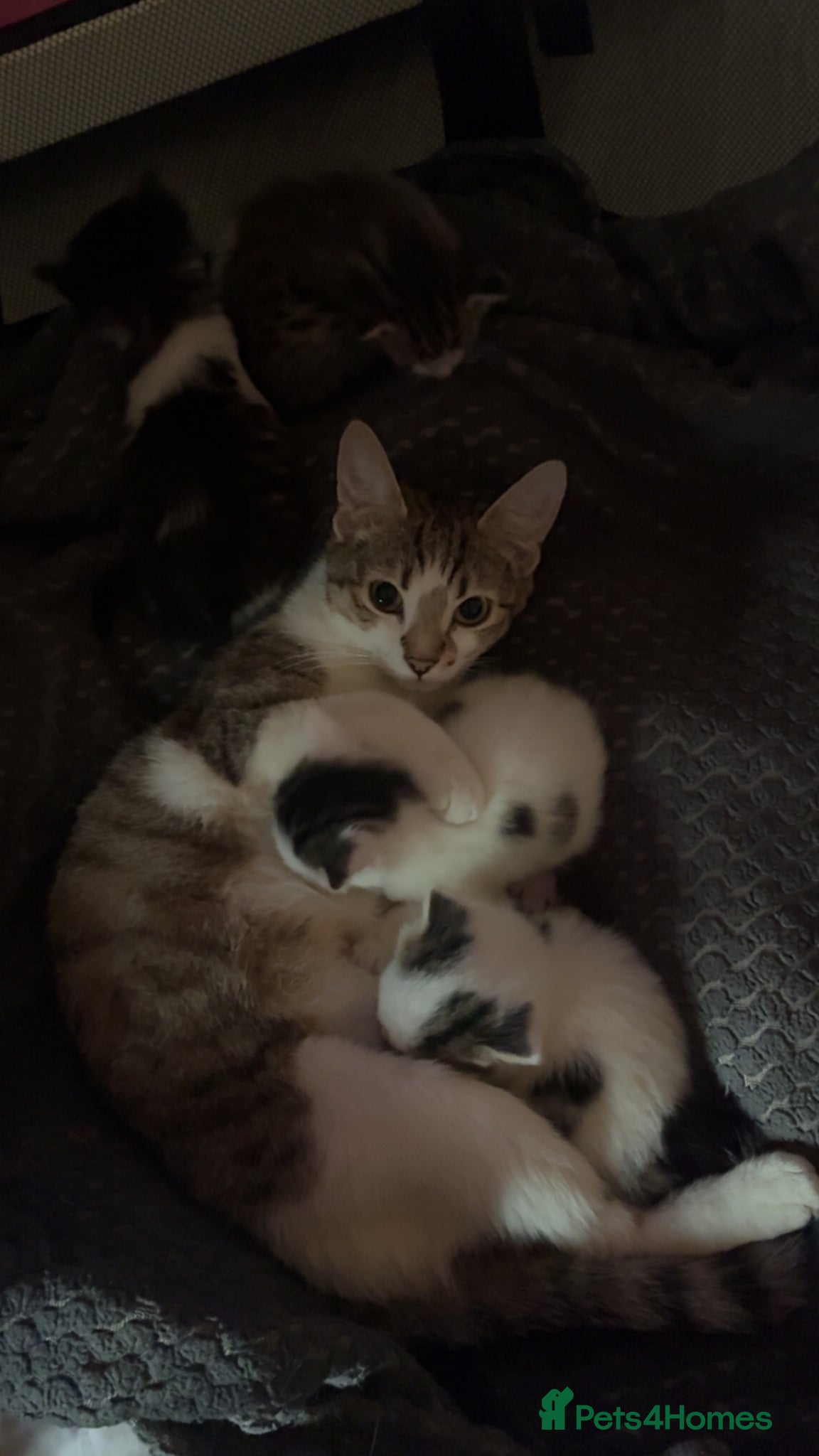 Mixed Breed cats stunning kittens 🐱⭐️ - Advert 2