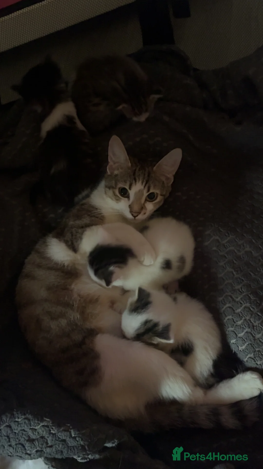 Mixed Breed cats for sale: stunning kittens 🐱⭐️ - Advert 2