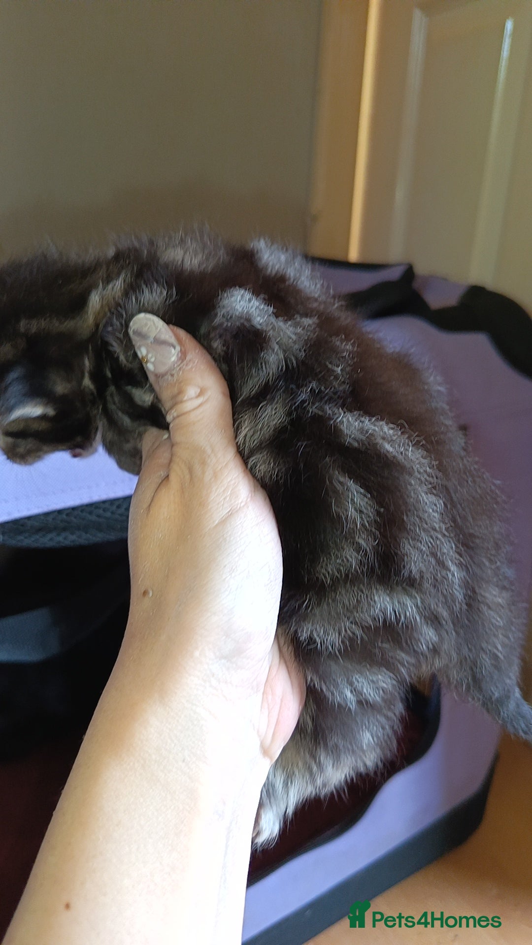 Mixed Breed cats 3 KITTENS AVAILABLE AGAIN - Advert 13