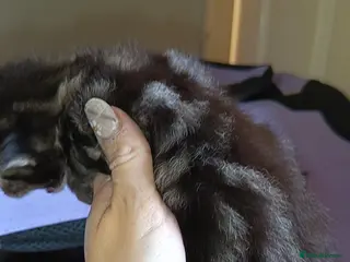 Mixed Breed cats 3 KITTENS AVAILABLE AGAIN - Advert 13