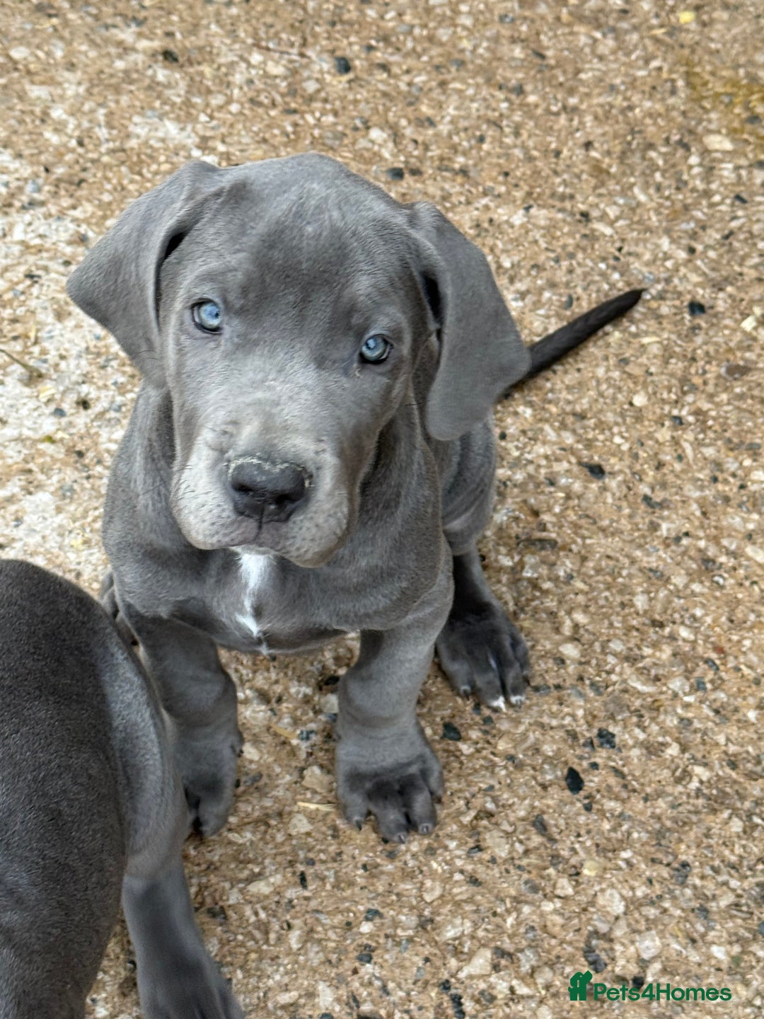 Great Dane dogs for sale: READY NOW! BLUE Kc reg Great Danes - Advert 7