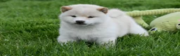Japanese Shiba Inu dogs for sale: Exceptional Japanese Shiba Inu Puppies - Advert 34