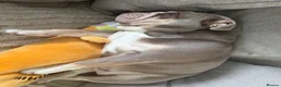 English Bulldog dogs for sale: English bulldog for sale PLEASE READ AD!  - Advert 4