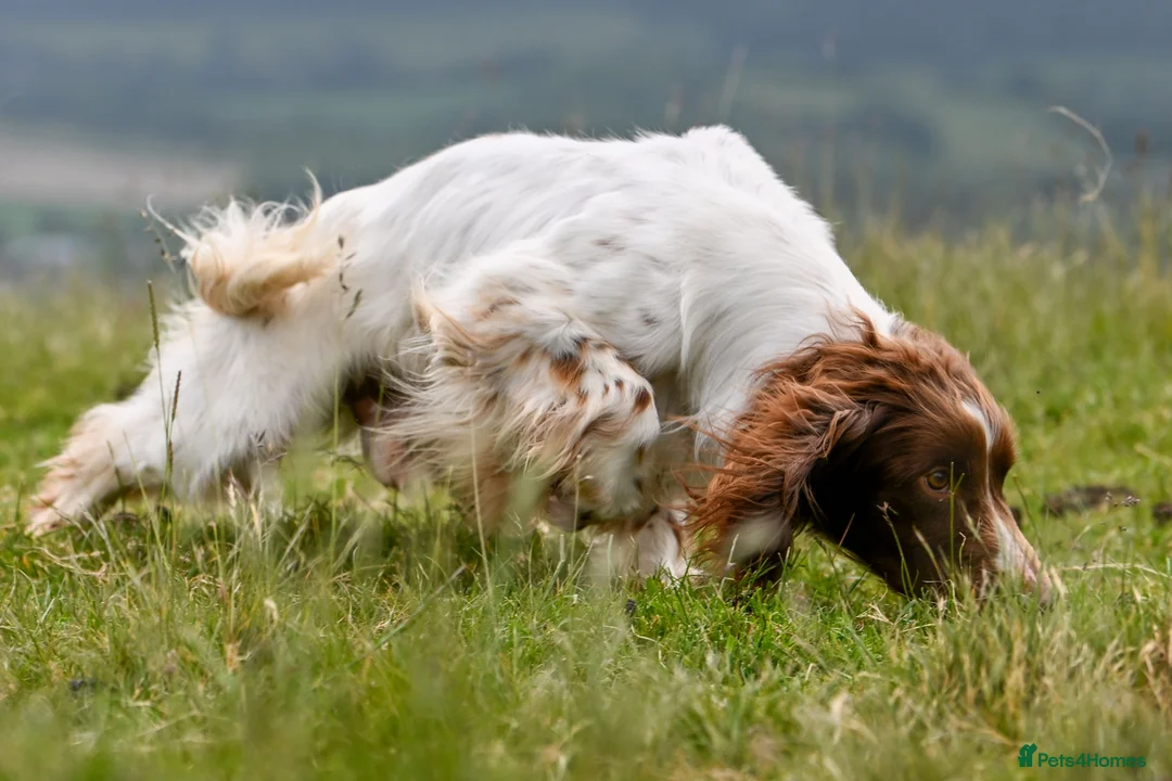English Springer Spaniel dogs for stud: FTCH Heathcroft Declan of Breckmarsh - Stud in Kidderminster - Advert 5