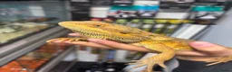 Bearded Dragon reptiles for sale: MALE bearded dragon  - Advert 4