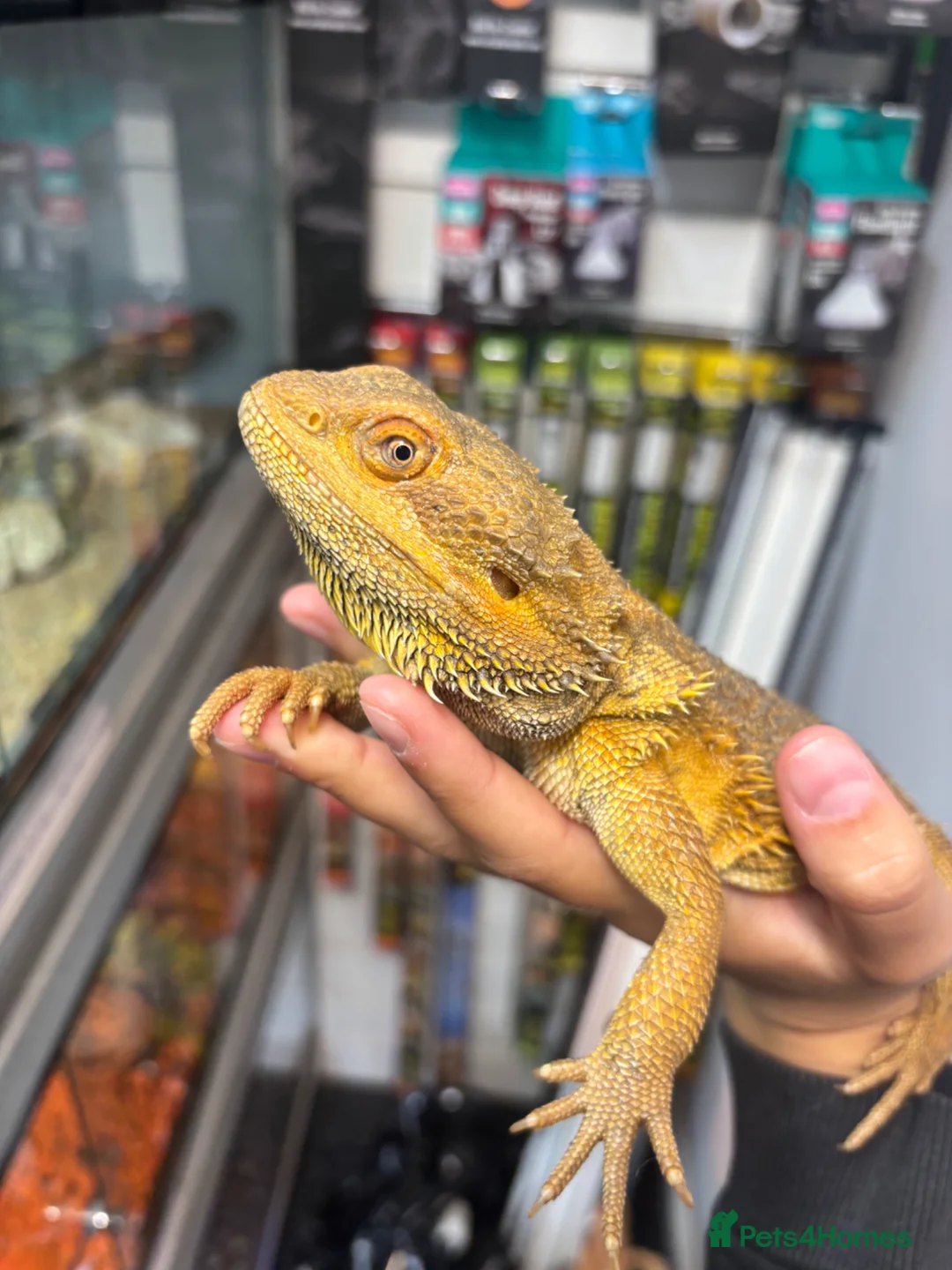 Bearded Dragon reptiles for sale: MALE bearded dragon  - Advert 4