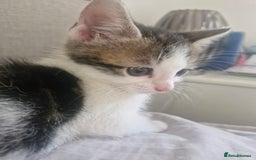 Mixed Breed cats for sale: 🐾 Rory & Charlie – Bengal Mix Boys 🐾 - Image 17