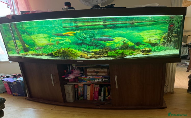 Cichlids fish - Advert 1
