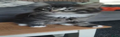 British Longhair Kitten 2