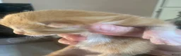 Mixed Breed cats for sale: 🐾 Adorable ginger kittens for sale, Chester 🐾  - Advert 33