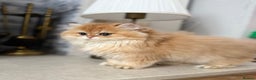British Longhair cats for sale: Chocolate golden Chinchilla By 12 longhair - Advert 5