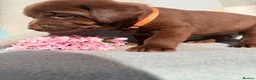 Labrador Retriever dogs for sale: ⭐️ KC Registered Chocolate Lab Puppies ⭐️ - Advert 21