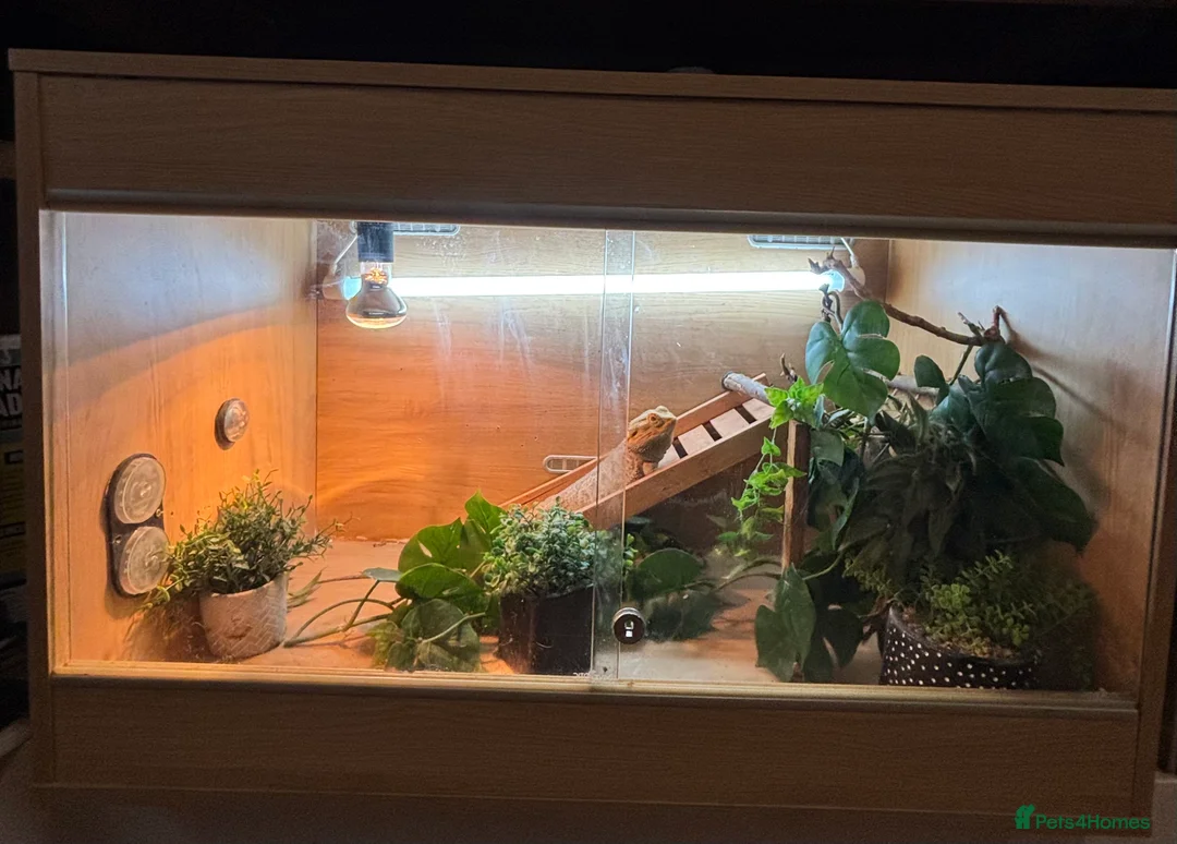 Bearded Dragon reptiles for sale: Bearded dragon and set up in Newport - Advert 2