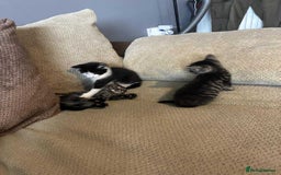 Mixed Breed cats for sale: Beautiful boys - Image 1