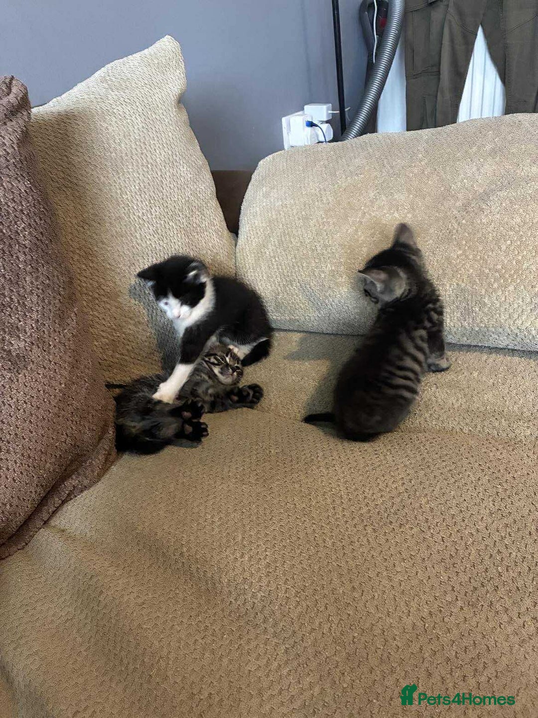 Mixed Breed cats for sale: Beautiful boys - Image 1
