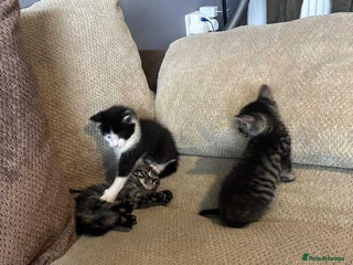 Mixed Breed cats Beautiful boys - Advert 21