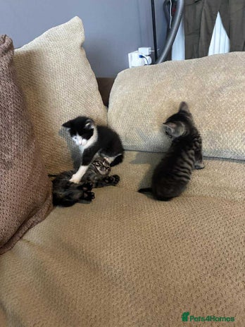 Mixed Breed cats - Advert 17