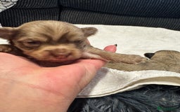 Chihuahua dogs for sale: Chihuahua puppies for sale - Image 16