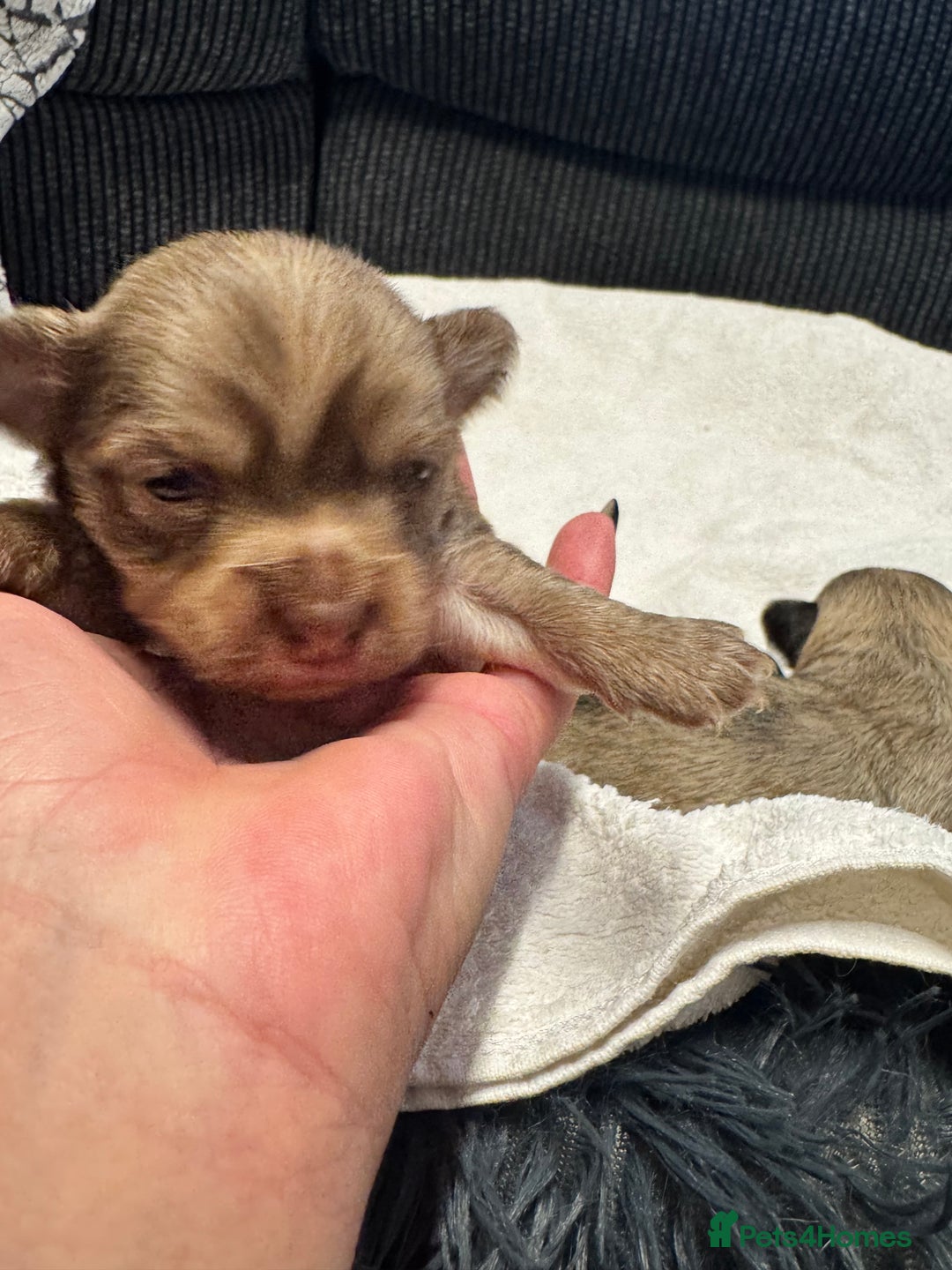 Chihuahua dogs for sale: Chihuahua puppies for sale - Image 16