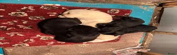 Labrador Retriever dogs for sale: Gorgeous LABRADOR Puppies - Advert 4