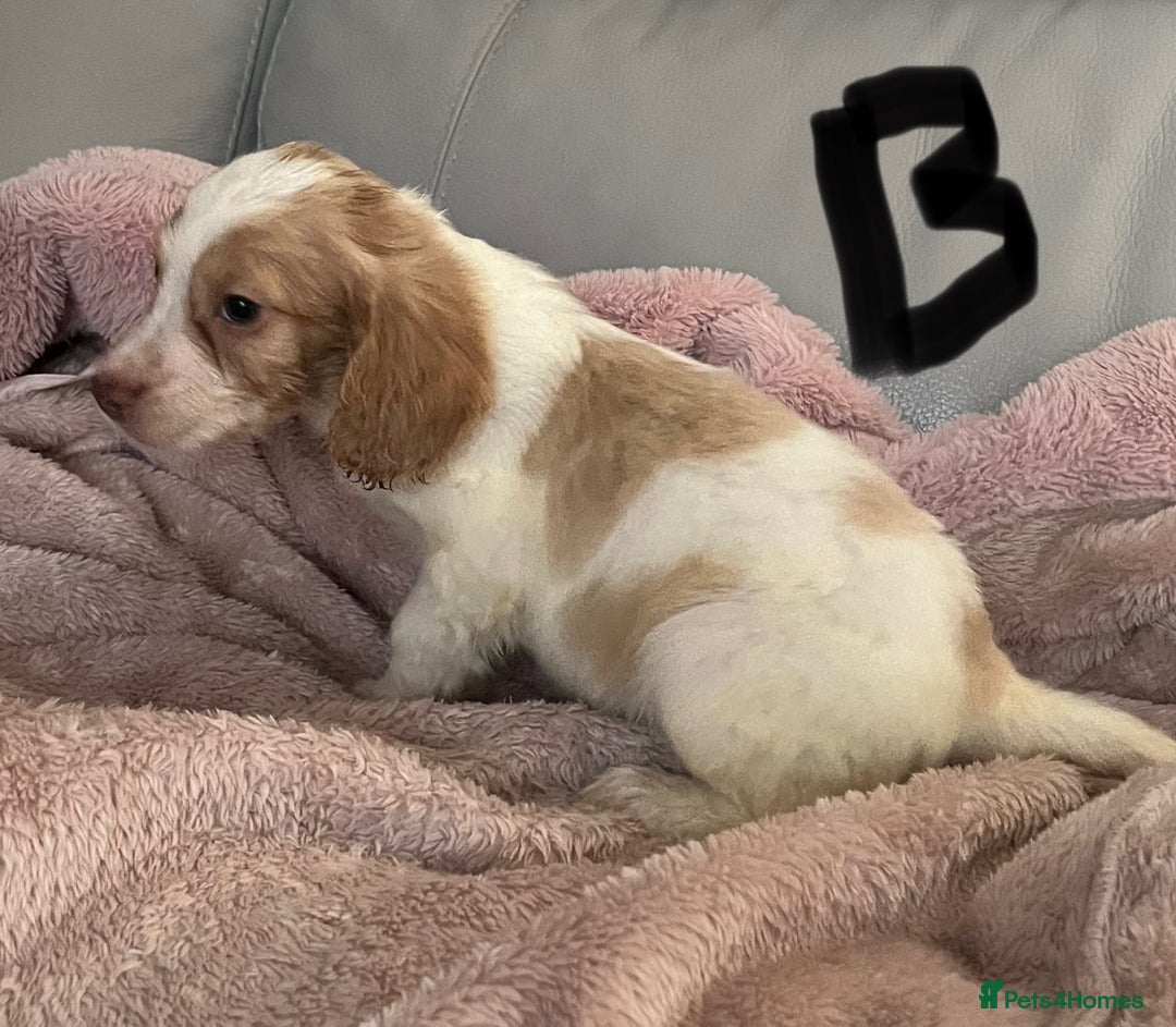 Cocker Spaniel dogs for sale: Cocker spaniel puppies for sale  - Advert 3