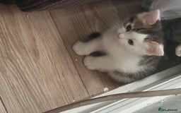 Mixed Breed cats for sale: Kittens  - Image 6
