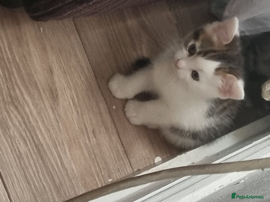 Mixed Breed cats for sale: Kittens  - Image 6