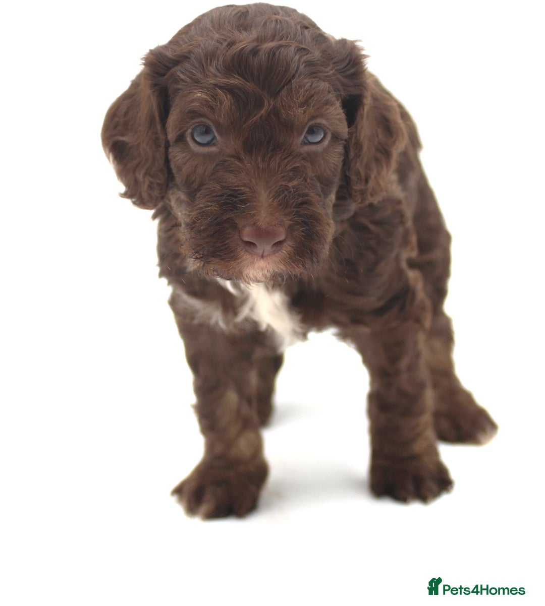 Australian Labradoodle dogs for sale: 🧡💚💙Unique Phantom &  Brown & Tuxedo 💙💚🧡 - Image 18