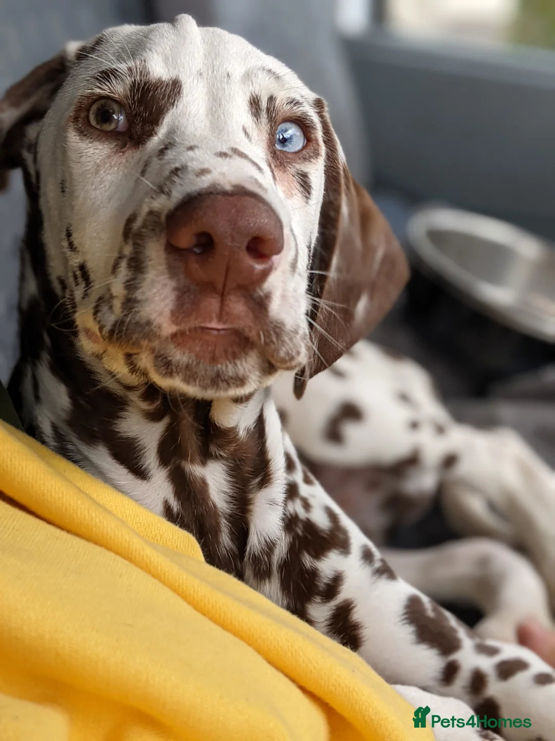 Dalmatian dogs for stud: Dalmatian stud. blue eyed Liver Spot/PROVEN in Bridgend - Advert 8