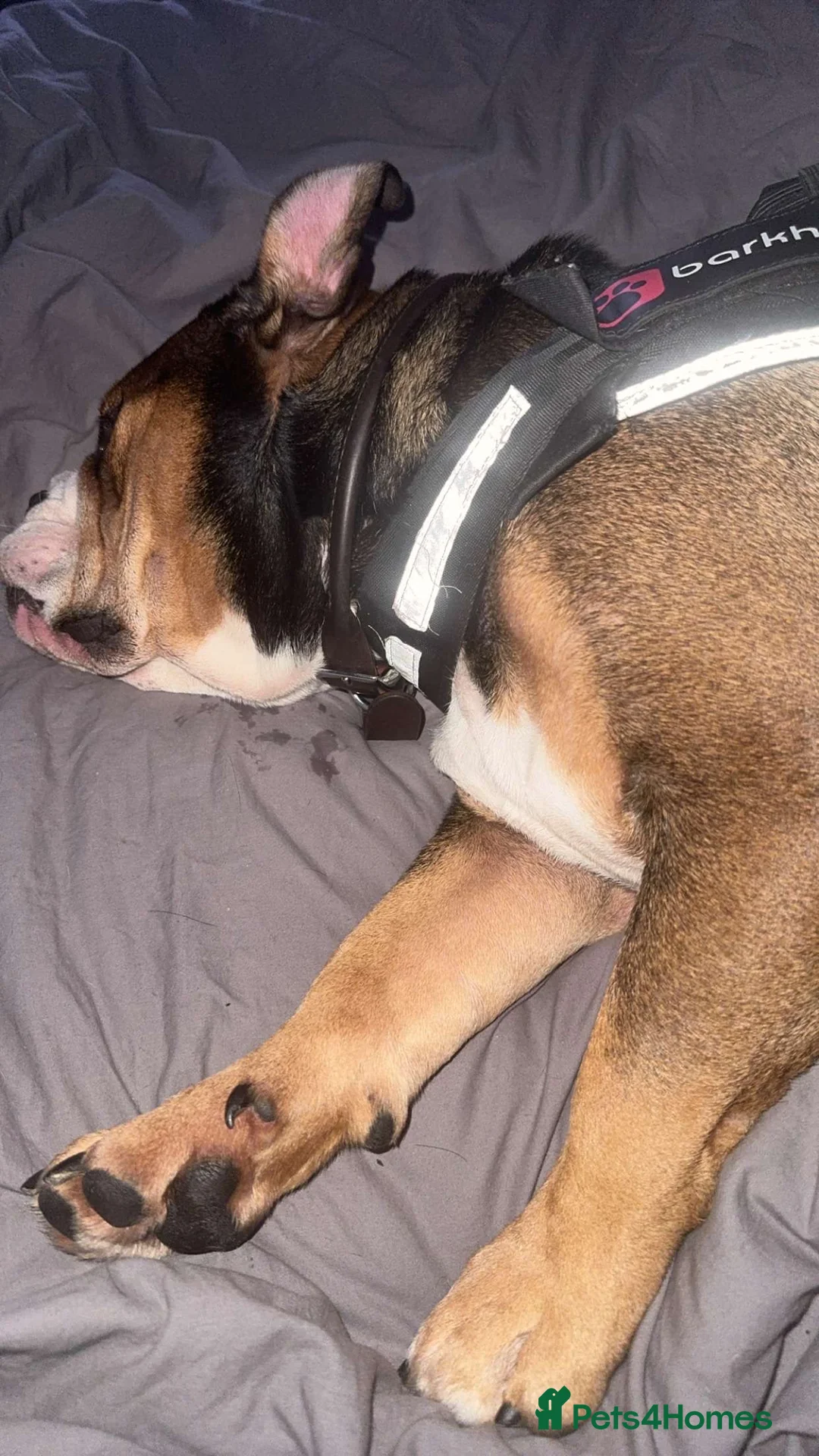 English Bulldog dogs for sale: Loving English Bulldog - Advert 4