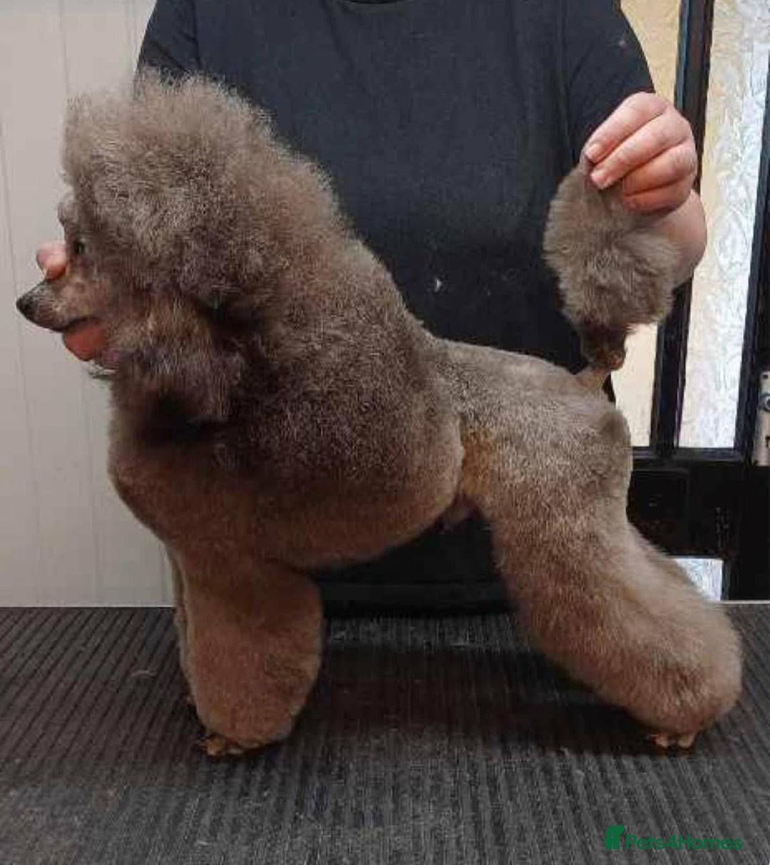 Miniature Poodle dogs for sale: OUTSTANDING SILVER MINI POODLES BEST IN 🇬🇧  - Advert 12