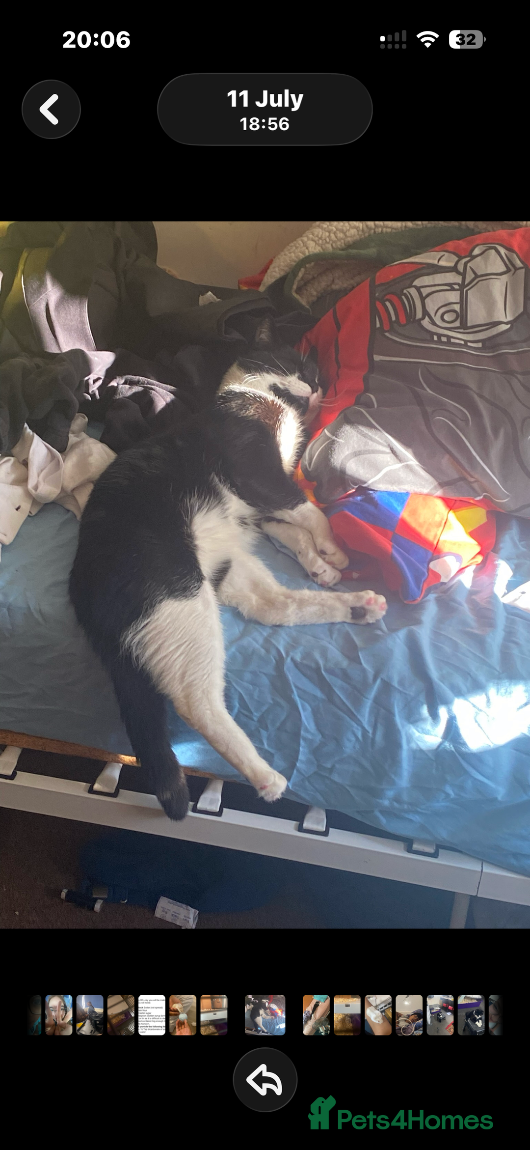 Mixed Breed cats for sale: Tuxedo cat  - Advert 4