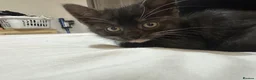 Mixed Breed cats for sale: Two beautiful boys - Advert 6