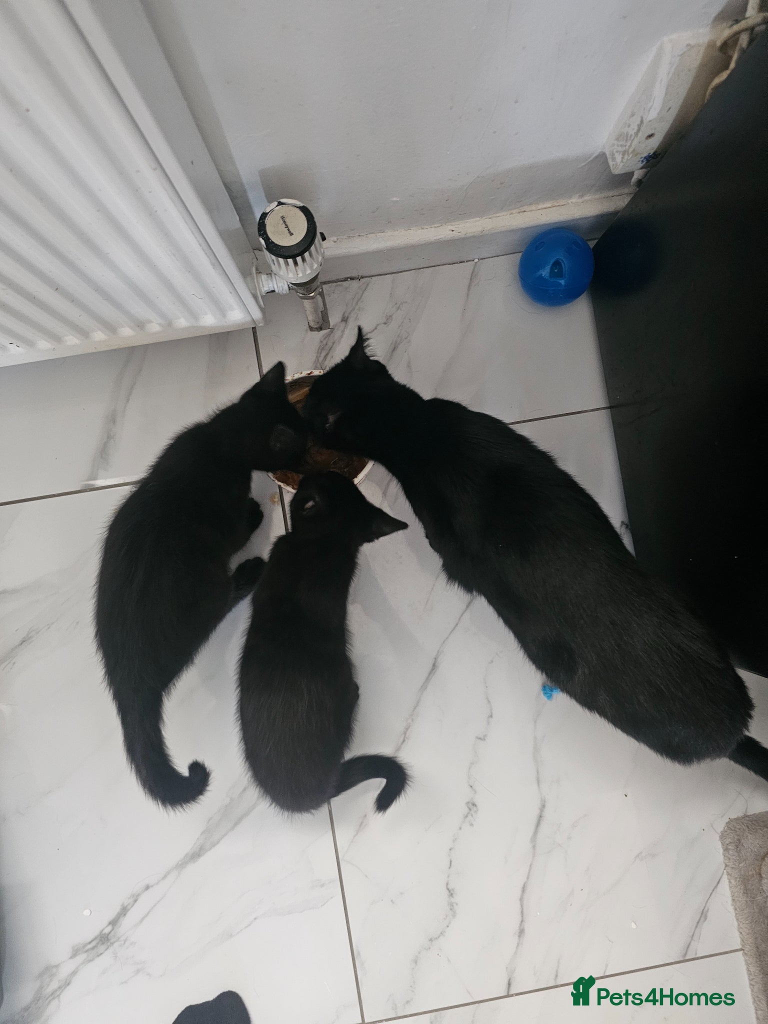 Bombay cats 2 pure black female kittens  - Advert 2