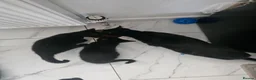 Bombay cats for sale: 2 pure black female kittens  - Advert 1